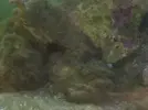 [TodoMarino.com] Identificacion alga