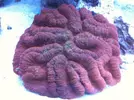 [TodoMarino.com] Acuario exposición Special Reef