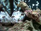 [TodoMarino.com] i primer nano acuario