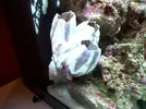 [TodoMarino.com] i primer nano acuario