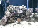 [TodoMarino.com] acuario de 240 litros marino