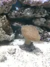 [TodoMarino.com] acuario de 240 litros marino