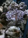 [TodoMarino.com] acuario de 240 litros marino