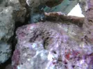 [TodoMarino.com] acuario de 240 litros marino