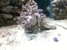 [TodoMarino.com] acuario de 240 litros marino
