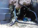 [TodoMarino.com] acuario de 240 litros marino