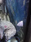 [TodoMarino.com] acuario de 240 litros marino