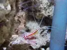 [TodoMarino.com] acuario de 240 litros marino