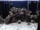 [TodoMarino.com] acuario de 240 litros marino