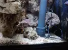 [TodoMarino.com] acuario de 240 litros marino