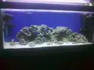 [TodoMarino.com] Salma Reef