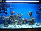 [TodoMarino.com] Poner aquí la foto de vuestro acuario...