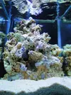 [TodoMarino.com] *** Buuble Reef ***