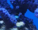 [TodoMarino.com] que es esto en mi acropora