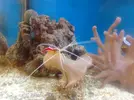 [TodoMarino.com] Sarcophyton caido