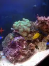 [TodoMarino.com] Mi Acuario de 288 lts.