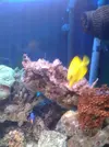 [TodoMarino.com] Mi Acuario de 288 lts.