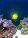[TodoMarino.com] Mi Acuario de 288 lts.