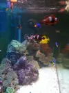 [TodoMarino.com] Mi Acuario de 288 lts.