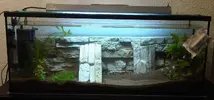[TodoMarino.com] Proyecto de acuario de agua dulce - 120 litros