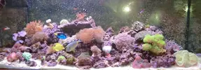[TodoMarino.com] Poner aquí la foto de vuestro acuario...