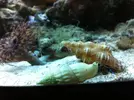 [TodoMarino.com] He heredado un acuario