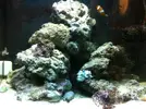 [TodoMarino.com] He heredado un acuario