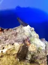 [TodoMarino.com] posible pepino de mar?