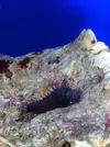 [TodoMarino.com] posible pepino de mar?