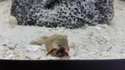 [TodoMarino.com] Compro ermitaño de patas azules (calcinus elegans) - Madrid