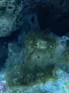[TodoMarino.com] Ostreopsis sp, la madre de todas las pestes