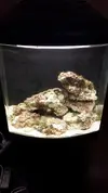 [TodoMarino.com] My primer acuario marino sera 130l