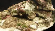 [TodoMarino.com] My primer acuario marino sera 130l