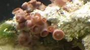 [TodoMarino.com] My primer acuario marino sera 130l