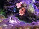 [TodoMarino.com] Ostreopsis sp, la madre de todas las pestes