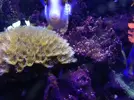 [TodoMarino.com] Ostreopsis sp, la madre de todas las pestes