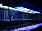 [TodoMarino.com] Como restaurar el equilibrio en un acuario.