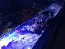 [TodoMarino.com] Como restaurar el equilibrio en un acuario.