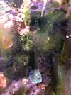 [TodoMarino.com] Como restaurar el equilibrio en un acuario.