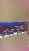 [TodoMarino.com] Presentación ''formal'' de mi Reef