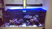 [TodoMarino.com] Presentación ''formal'' de mi Reef