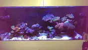 [TodoMarino.com] Presentación ''formal'' de mi Reef