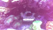 [TodoMarino.com] Presentación ''formal'' de mi Reef
