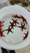 [TodoMarino.com] Macro importación de peces y corales seleccionados por nosotros