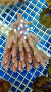 [TodoMarino.com] Macro importación de peces y corales seleccionados por nosotros