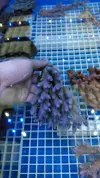 [TodoMarino.com] Macro importación de peces y corales seleccionados por nosotros