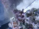 [TodoMarino.com] Que animalito es este??