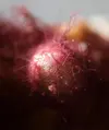 [TodoMarino.com] Dinos o cianos? fotos macro