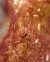 [TodoMarino.com] Dinos o cianos? fotos macro