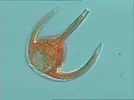 [TodoMarino.com] Dinos o cianos? fotos macro